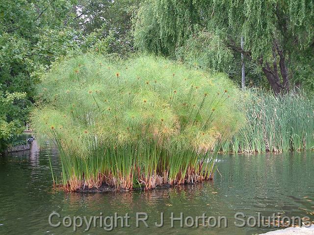 Papyrus in lake